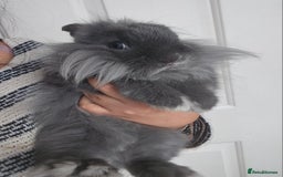 Lionhead rabbits for sale: Beautiful Blue Lion Head Boy - Advert 1