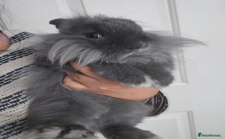 Lionhead rabbits Beautiful Blue Lion Head Boy - Advert 3