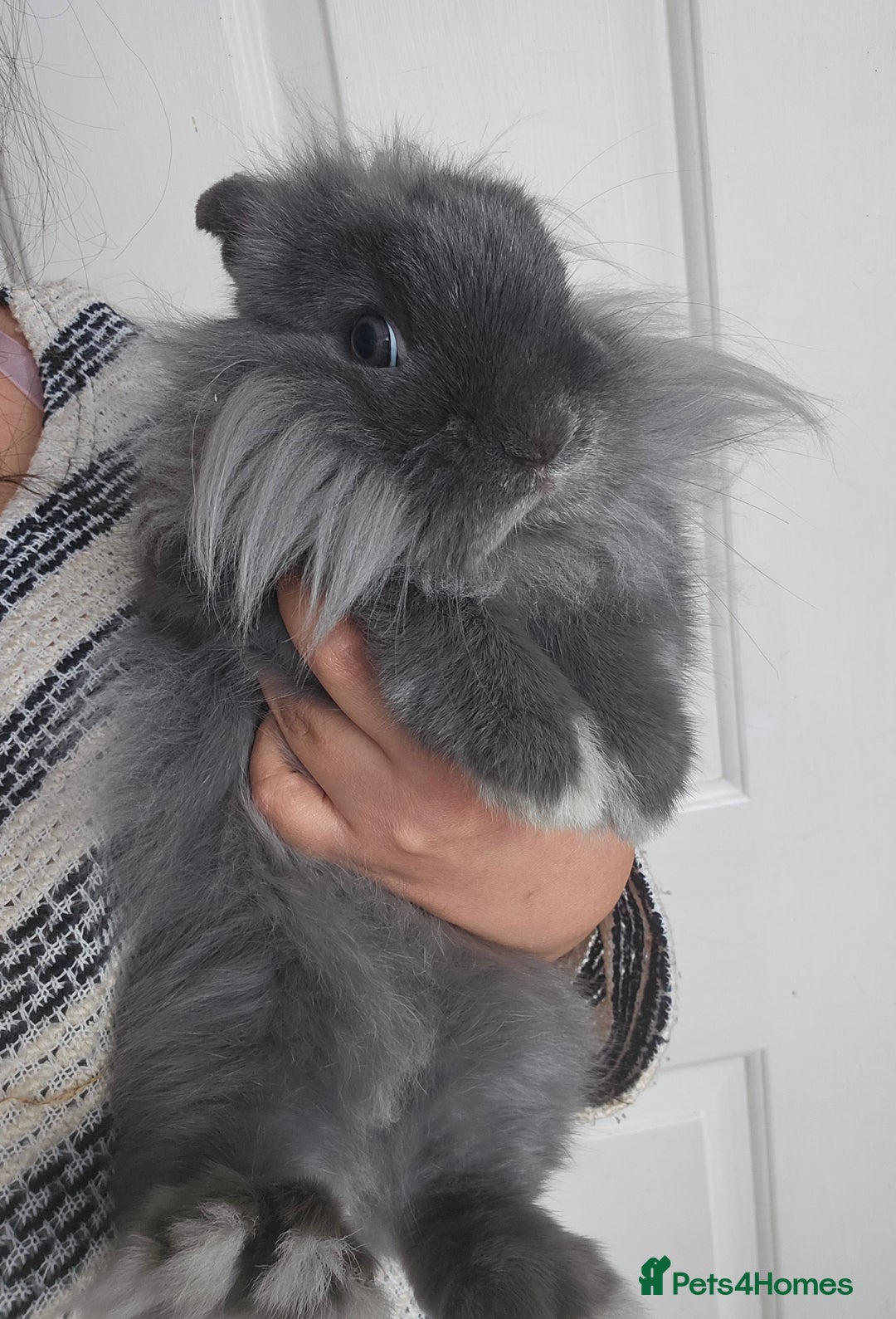 Lionhead rabbits for sale: Beautiful Blue Lion Head Boy - Advert 1