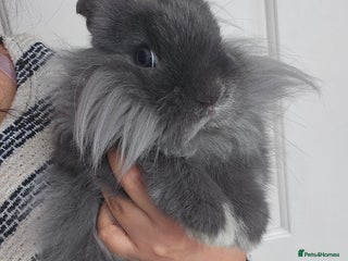 Lionhead rabbits Beautiful Blue Lion Head Boy - Advert 2