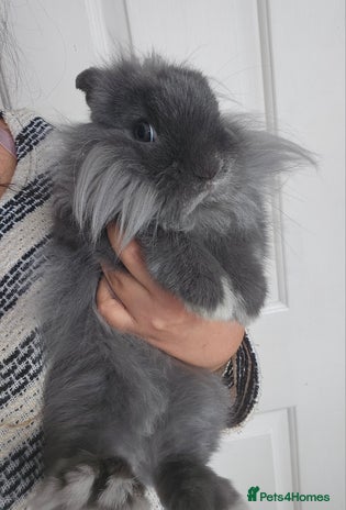 Lionhead rabbits Beautiful Blue Lion Head Boy - Advert 4