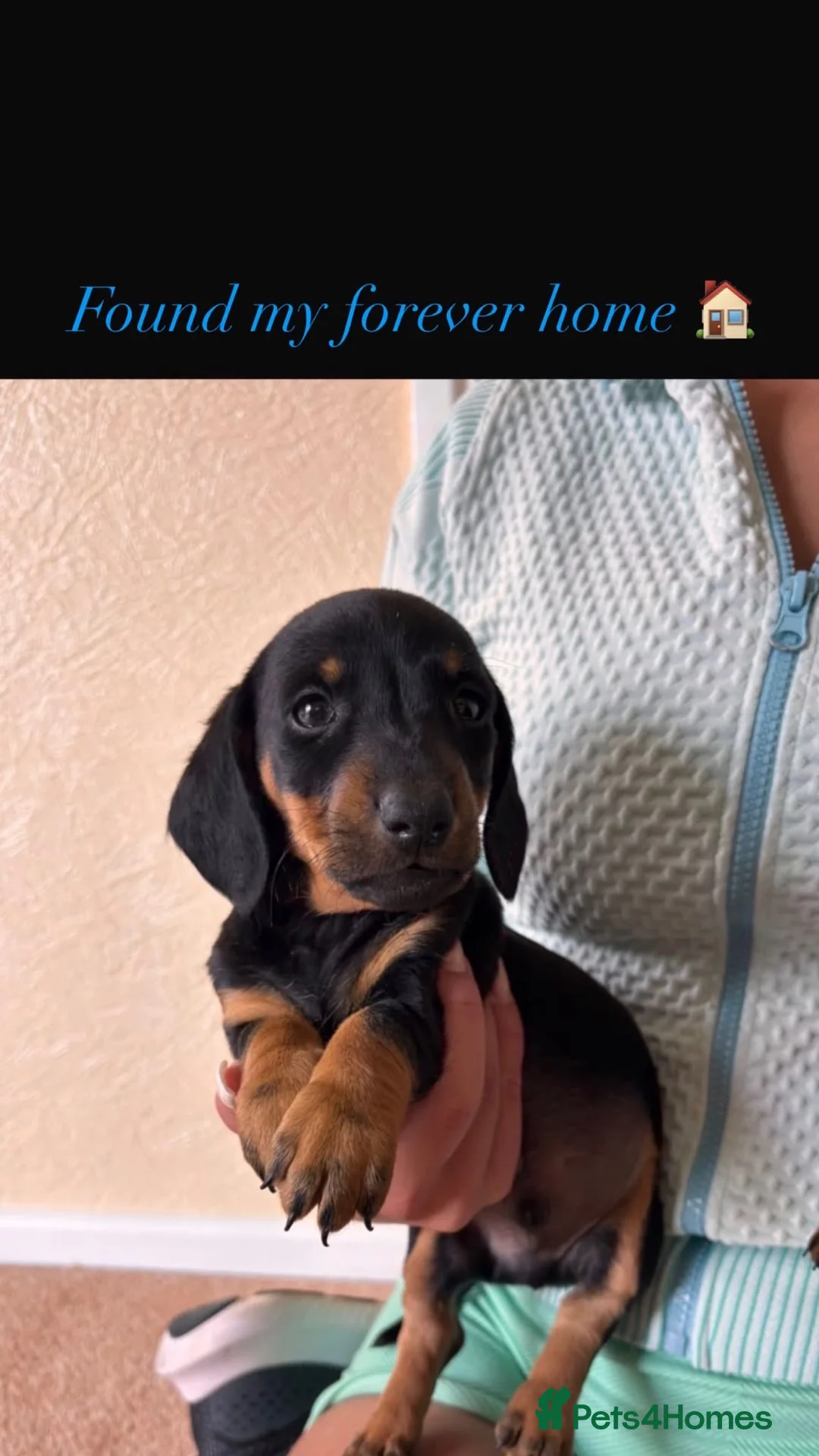 Dachshund dogs for sale: 3 miniature dachshund puppy’s 🐶 - Advert 14