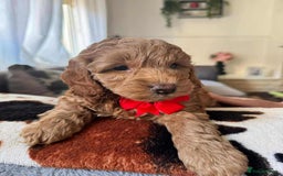 Cockapoo dogs for sale: Cockapoo puppy  - Image 6