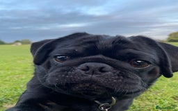 Pug dogs for sale: Black Pug named Bob 2 years 6 months to rehome - Image 4