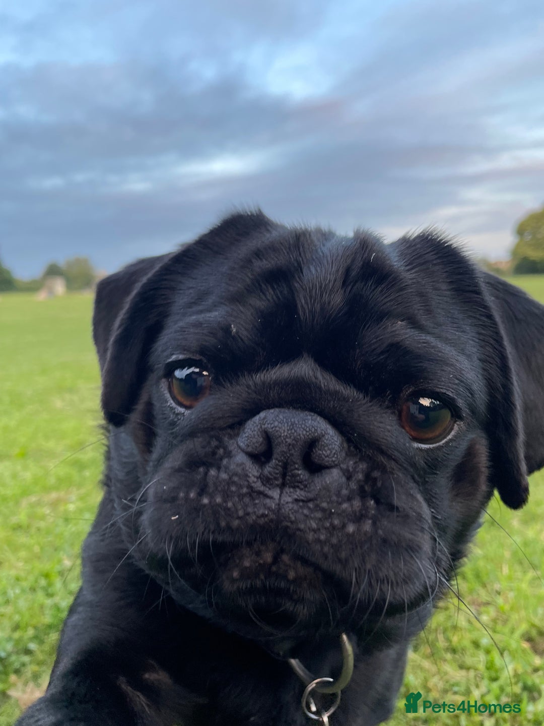 Pug dogs for sale: Black Pug named Bob 2 years 6 months to rehome - Image 4