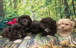 Shihpoo dogs for sale: F1 TOY SHIHPOO puppies, platinum choc champagne - Image 19