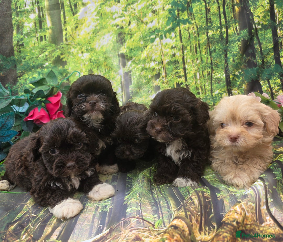 Shihpoo dogs for sale: F1 TOY SHIHPOO puppies, platinum choc champagne - Image 19