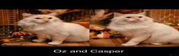 Ragdoll cats for sale: 2x RagdollxPersian Pairs in Mansfield - Advert 2