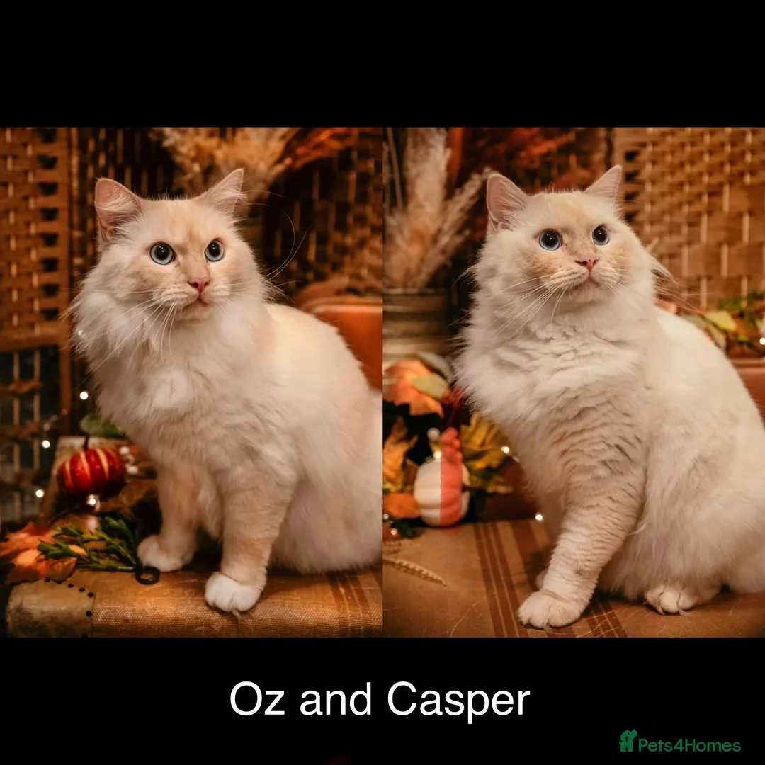 Ragdoll cats for sale: 2x RagdollxPersian Pairs in Mansfield - Advert 2