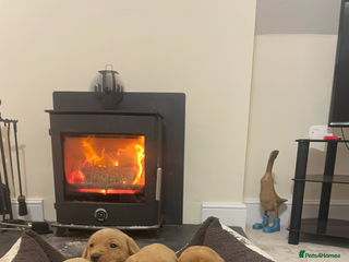 Labrador Retriever dogs Kc registered Labrador puppies - Advert 2