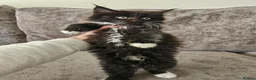 Maine Coon cats for sale: Mainecoon × Siberian  - Advert 16