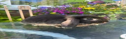 Mini Lop rabbits for sale: 1 black tort mini lop,1 black otter mini lop cross - Advert 7