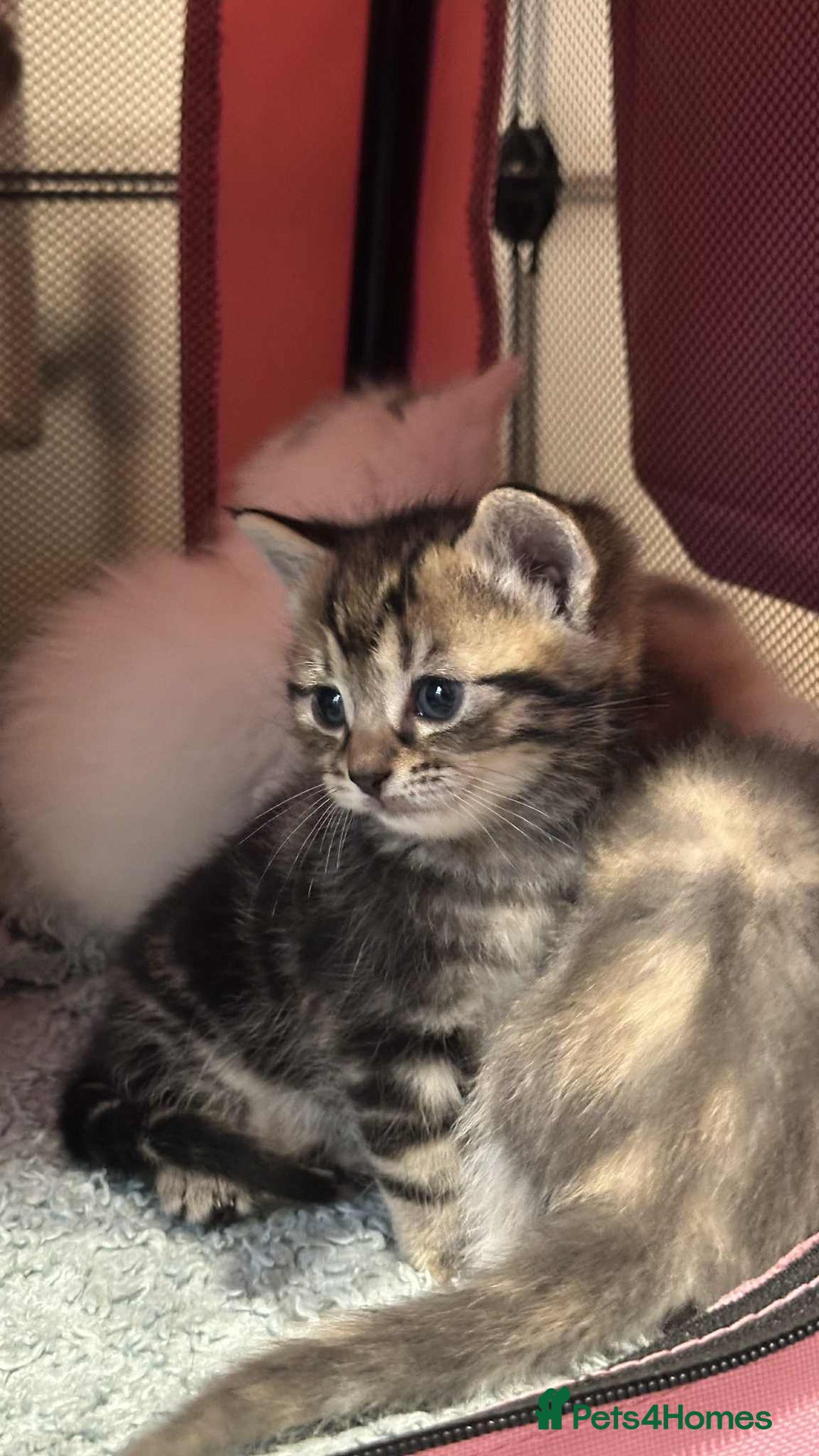 American Shorthair cats for sale: Mix litter docile well socialised kittens  - Image 7
