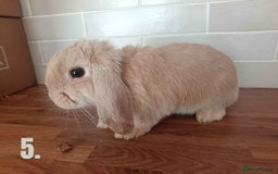 Mini Lop rabbits for sale: Mini Lop x French Lop Bunnies - Image 8