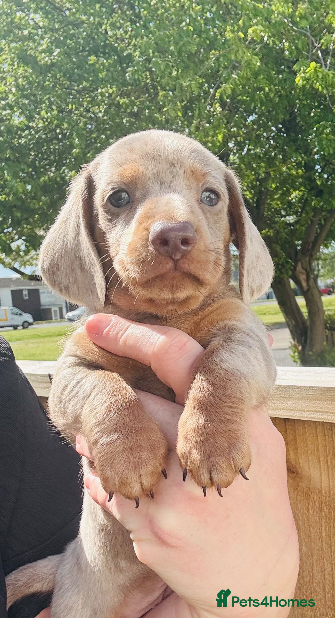 Miniature Dachshund dogs Miniature dachshund - Advert 4