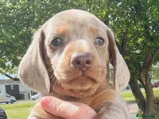 Miniature Dachshund dogs Miniature dachshund - Advert 18