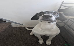 Mixed Breed dogs for sale: Three pups for sale  - Image 19