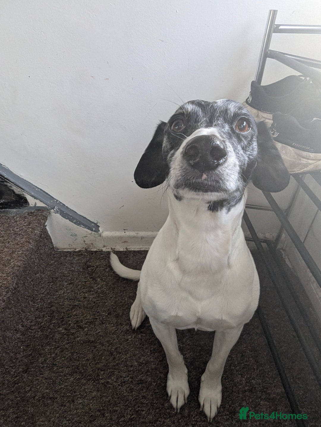 Mixed Breed dogs for sale: Three pups for sale  - Image 19