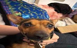 Mixed Breed dogs for sale: 3 dogs available due to death of partner  - Advert 4