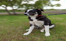 Mixed Breed dogs for adoption: 💙🐶 BENNY 🐶💙 - Image 12