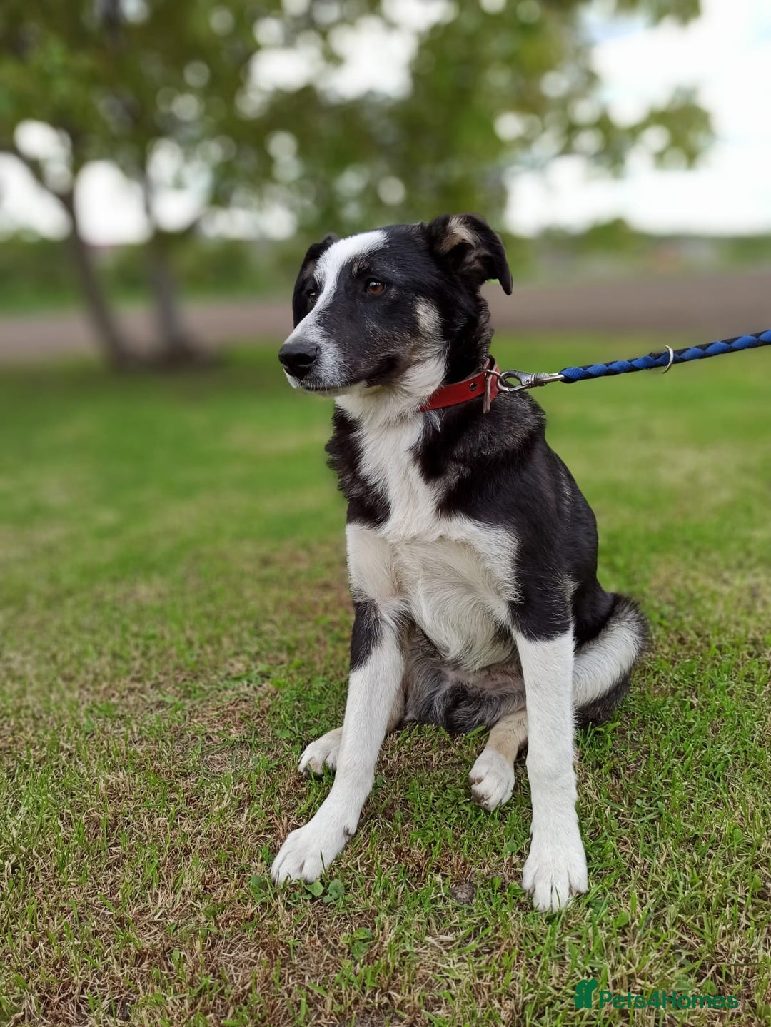 Mixed Breed dogs for adoption: 💙🐶 BENNY 🐶💙 - Image 12