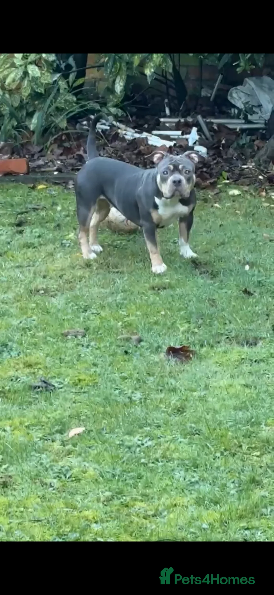 American Bully dogs for sale: Zena pocket bully  in Southport - Advert 7