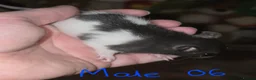 Rat rodents for sale: Gorgeous Baby Rats, Ready to Reserve  - Advert 6