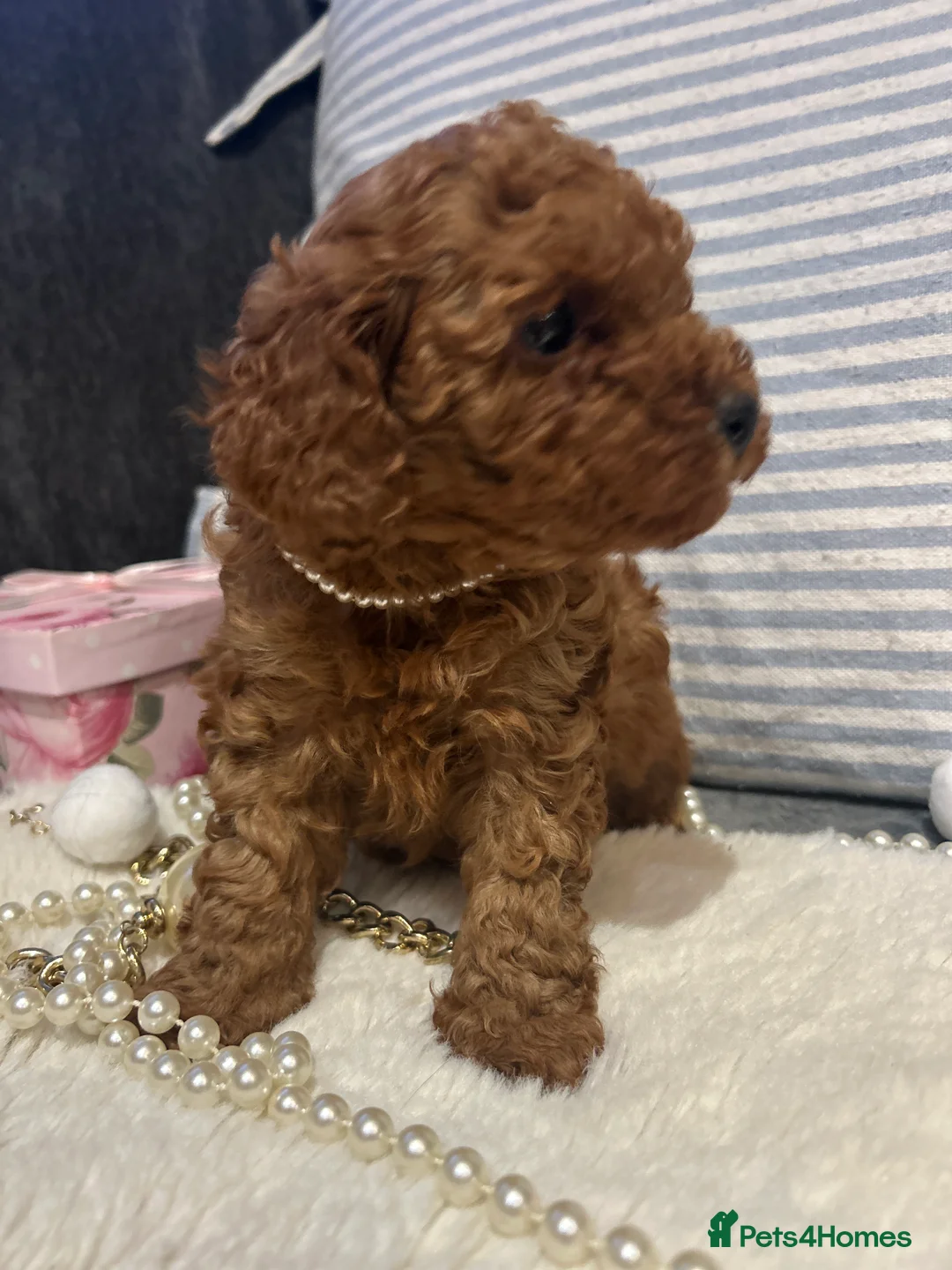 Toy Poodle dogs for sale: 🐩 Toy Poodle Red Puppies - Advert 6