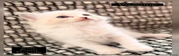 Ragdoll cats for sale: 💫 EXQUISITE RAGDOLL KITTENS  - Advert 9