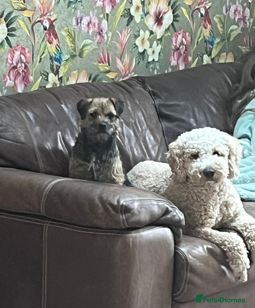 Mixed Breed dogs for stud: Lagotto x sproodle Sonny - Advert 4