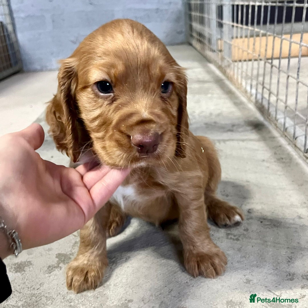 Cocker Spaniel dogs for sale: Working cocker spaniel puppies  - Advert 3