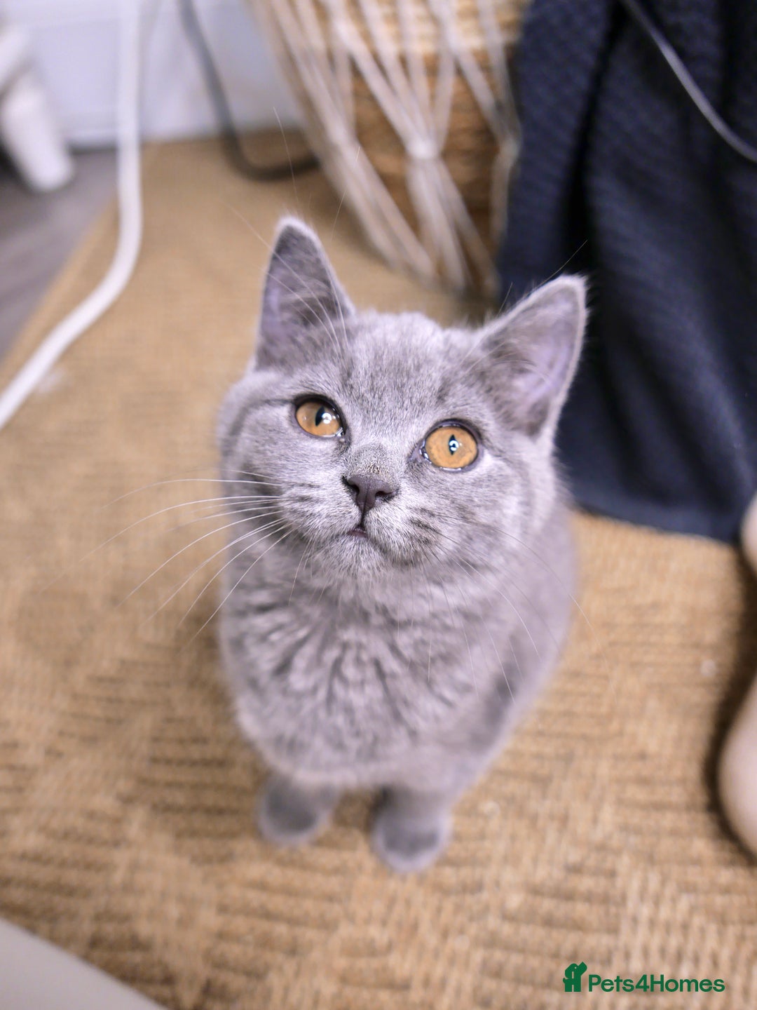 British Shorthair cats for sale: GCCF Registered British Shorthair Kittens -Cardiff - Advert 9