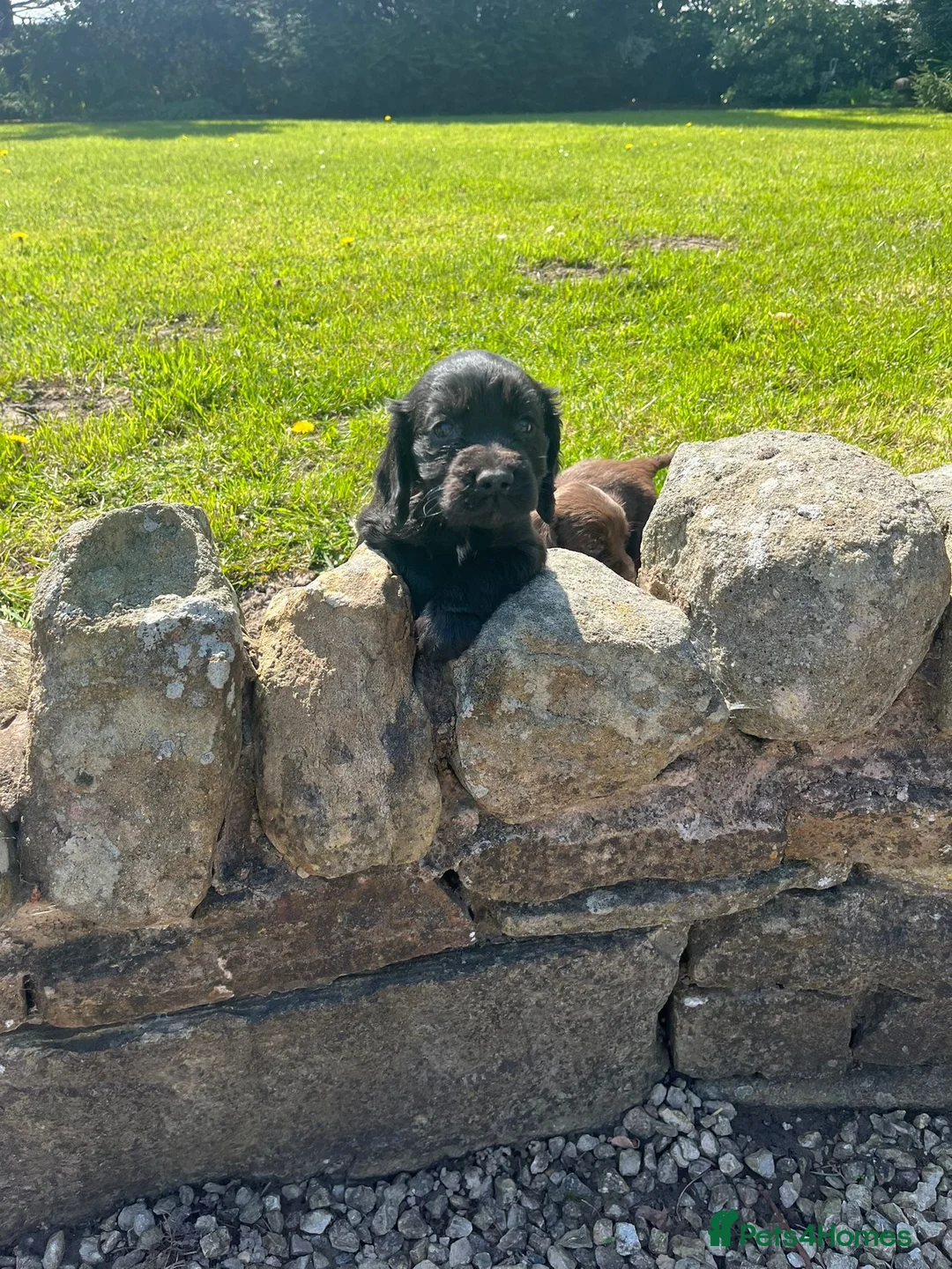 Cocker Spaniel dogs for sale: Cocker spaniel puppies  - Advert 19