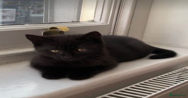 British Shorthair cats - Advert 10