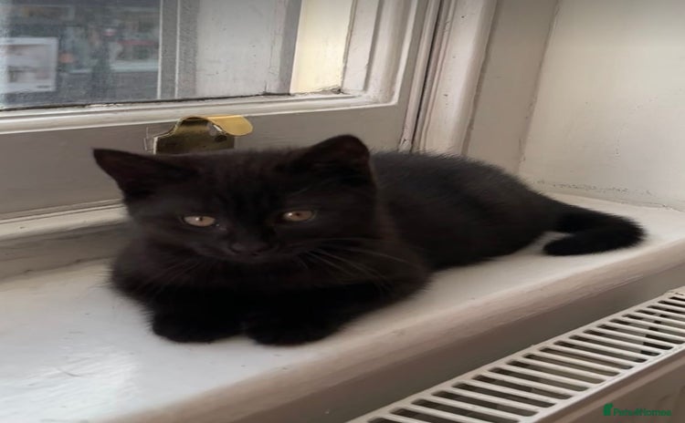 British Shorthair cats - Advert 5