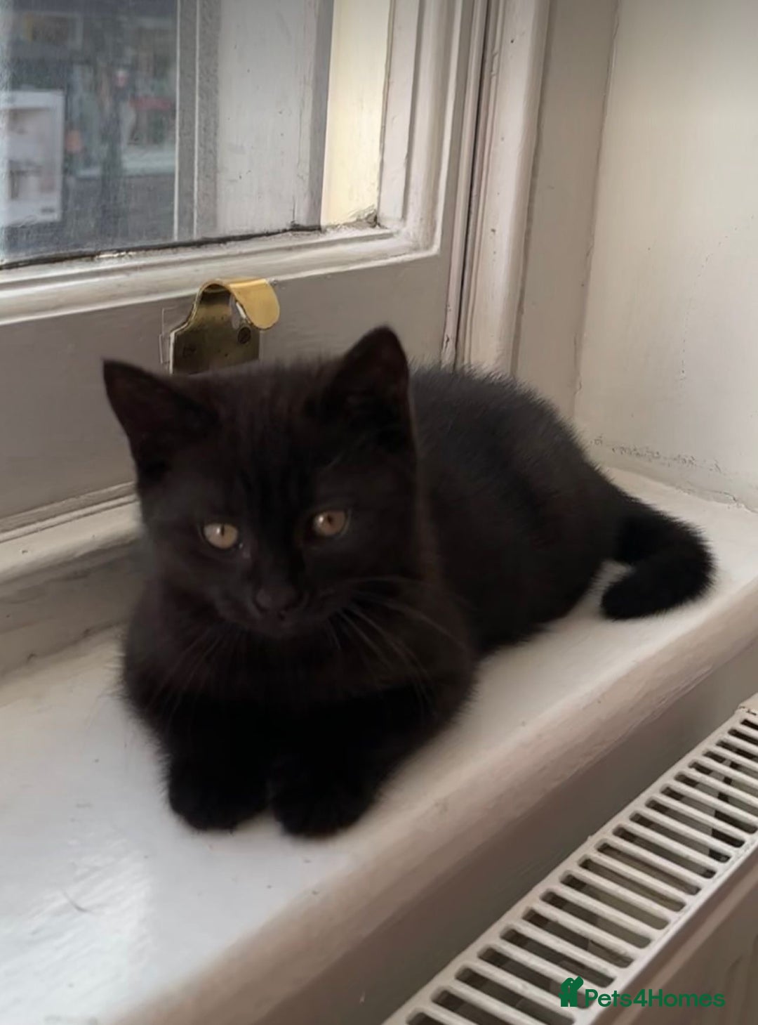 British Shorthair cats for sale: British Shorthair mix kitten needs a loving Rehome - Image 3