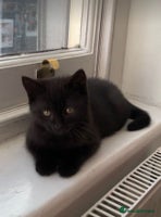 British Shorthair cats - Advert 4