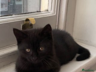 British Shorthair cats - Advert 6