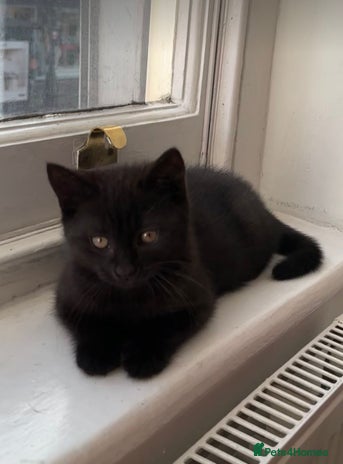 British Shorthair cats - Advert 3