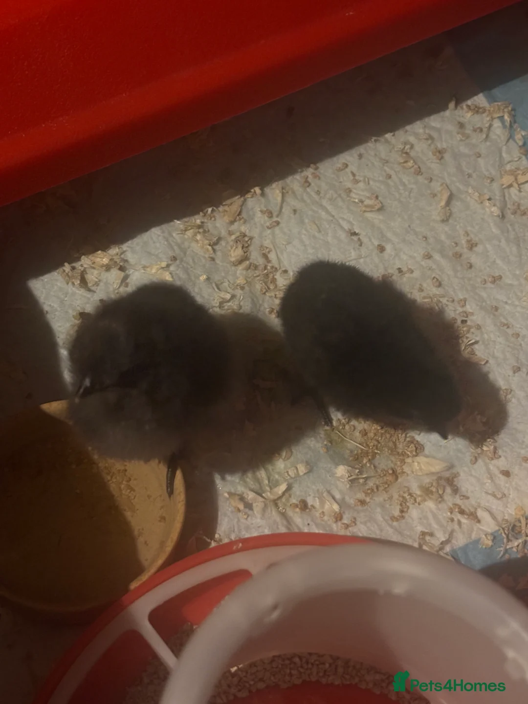 Chickens poultry for sale: 9 Silkie mixed polish chicks (polkies) £11 each  - Advert 2