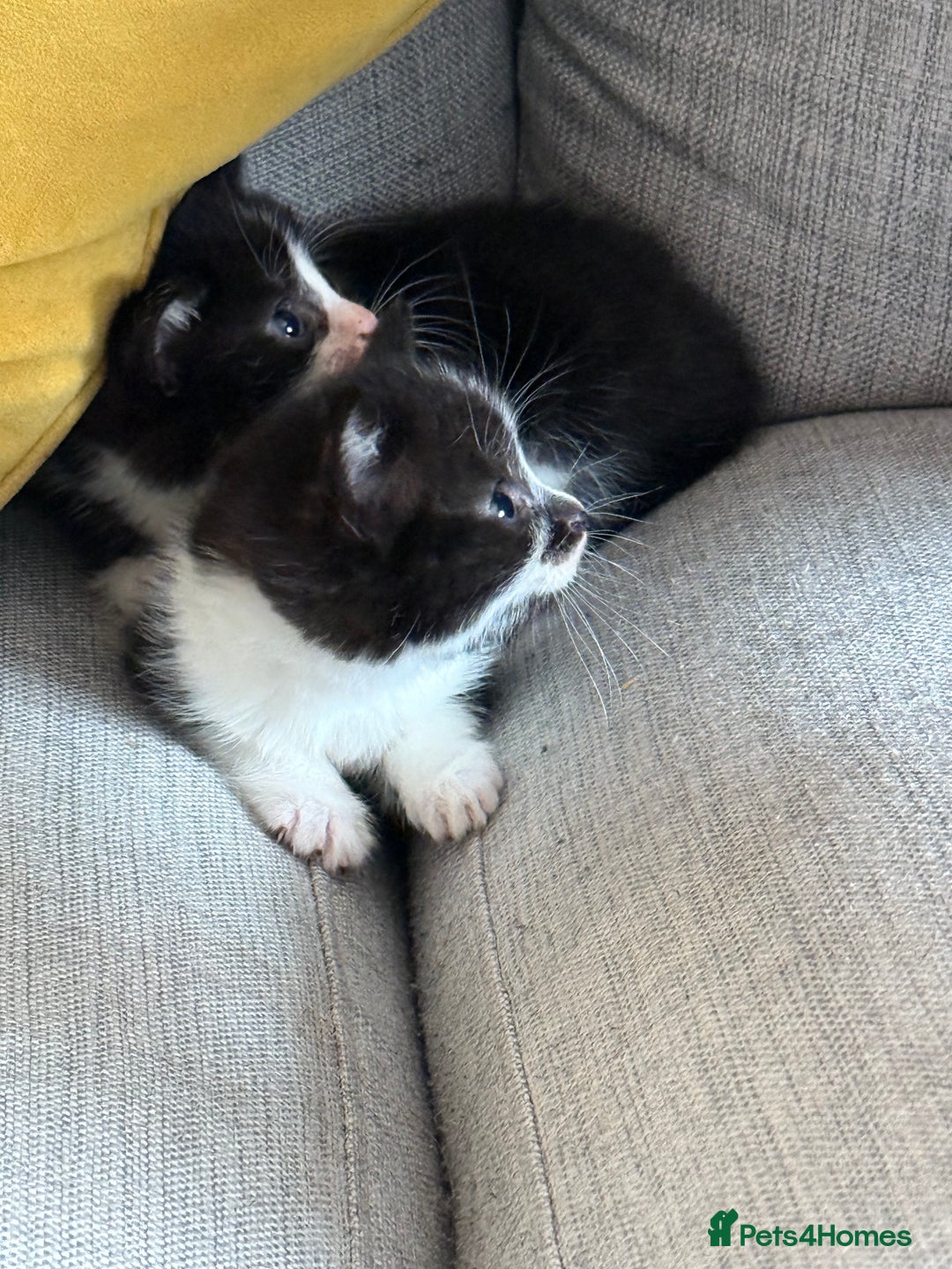 British Shorthair cats for sale: 5 gorgeous kittens - Image 10