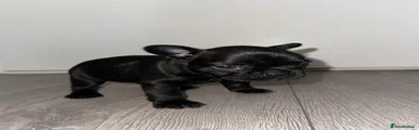French Bulldog 4