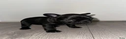 French Bulldog dogs for sale: French Bulldog puppies! in Sheffield - Advert 25