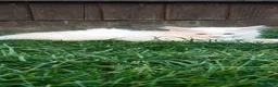 Mixed Breed cats for sale: Little cuties - Advert 24