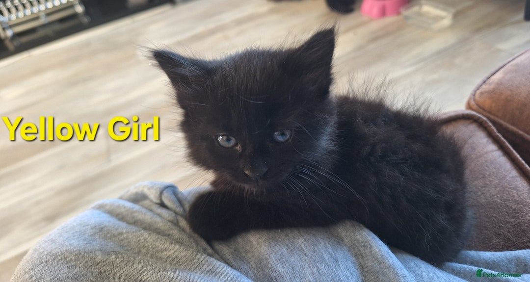 Mixed Breed cats for sale: 5 fluffy black kittens with hints of grey - Image 9