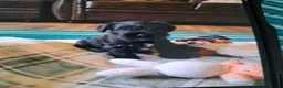 Miniature Schnauzer dogs for sale: Cutest miniature schnauzer puppies  - Advert 7