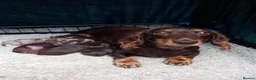 Dachshund dogs for sale: Beautiful long haired miniature daschunds . in Gosport - Advert 24