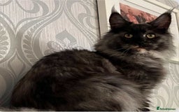 Maine Coon cats for sale: Beautiful mix mainecoon kittens  - Image 13