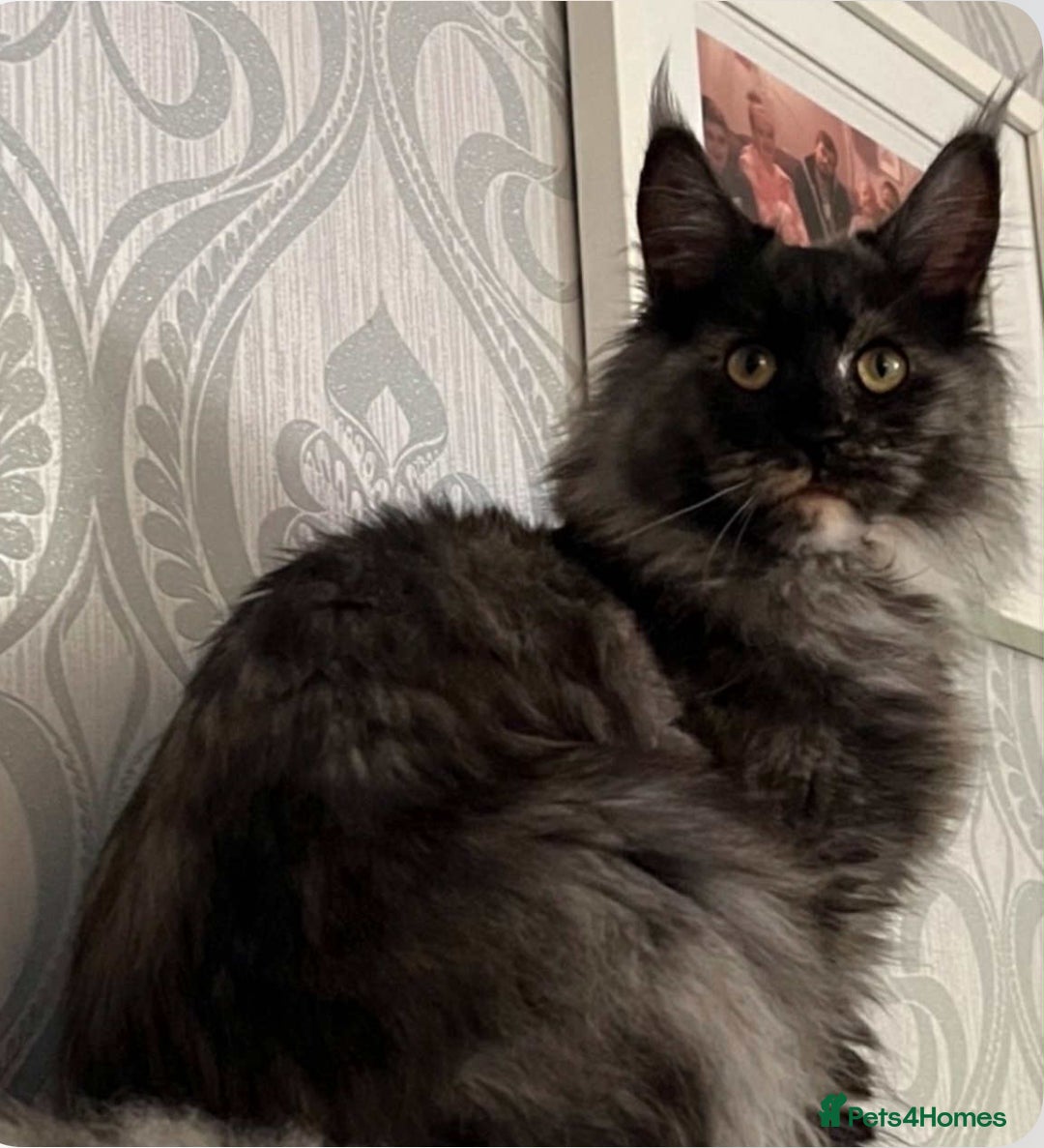 Maine Coon cats for sale: Beautiful mix mainecoon kittens  - Image 13