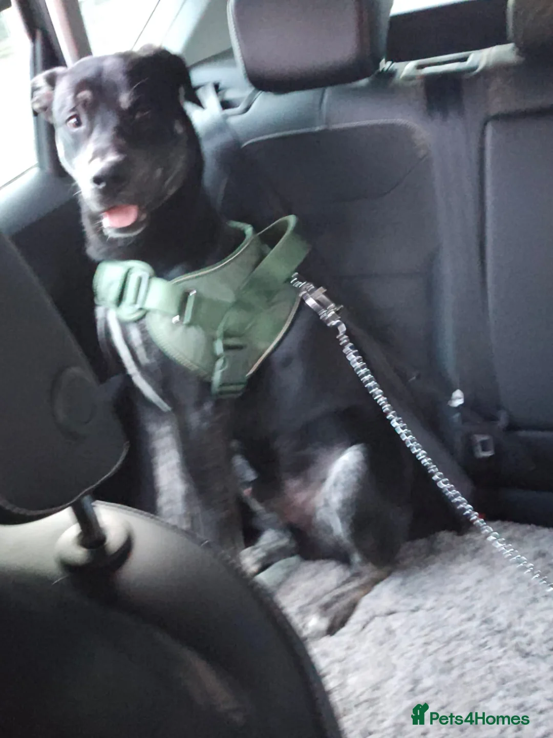 Mixed Breed dogs for sale: Spike 13 months old - Advert 6